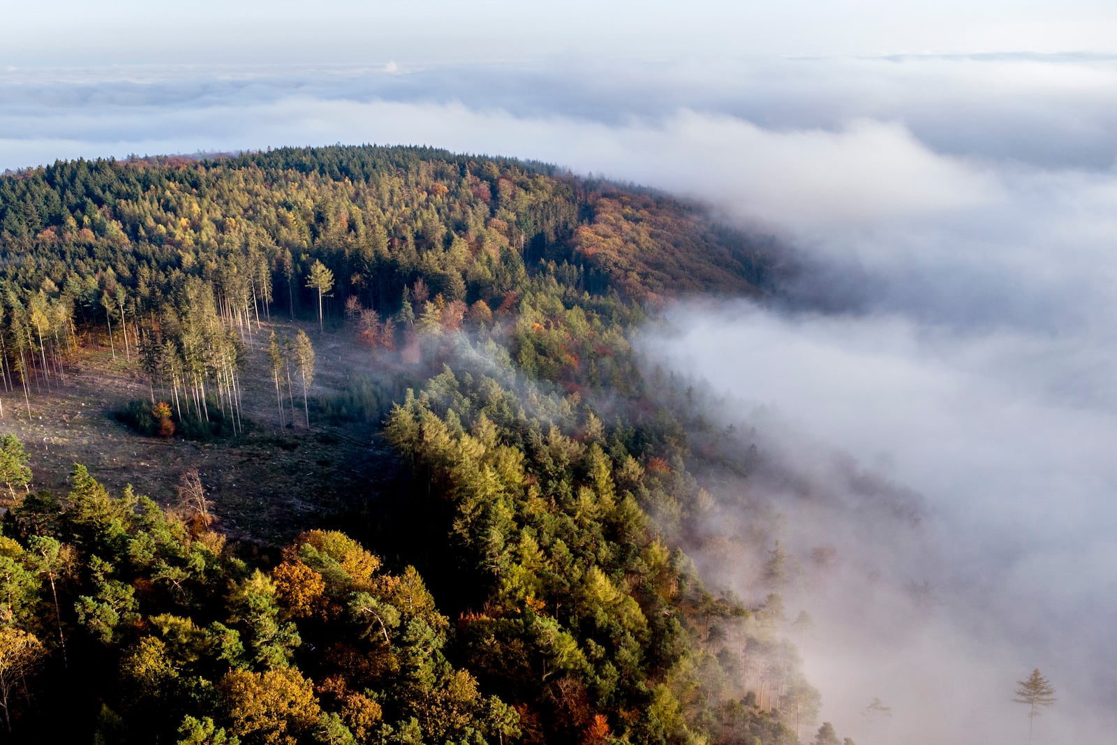 FILE - Fog drifts over the woods of the Taunus forest near Frankfurt, Germany, Oct. 28, 2024. (AP Photo/Michael Probst, File)