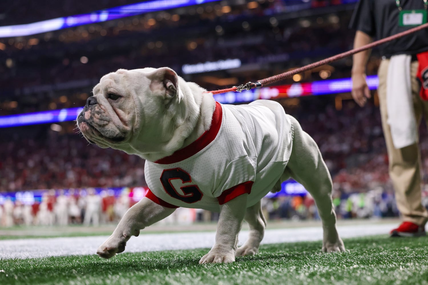 Georgia Bulldogs mascot Uga walks the sideline during the second half of the SEC Championship football game at the Mercedes-Benz Stadium in Atlanta, on Saturday, December 2, 2023. (Jason Getz / Jason.Getz@ajc.com)