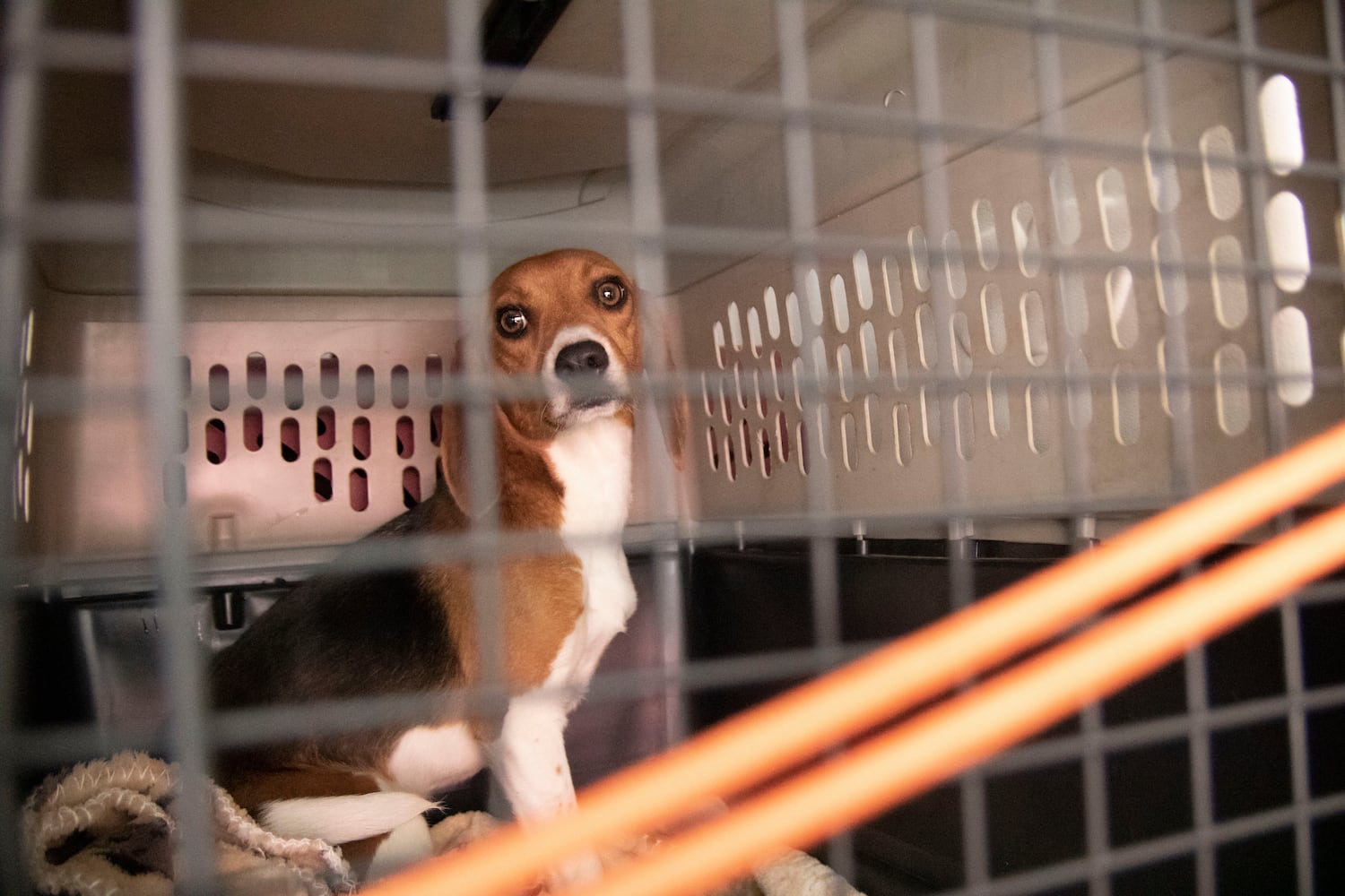 Atlanta Humane Society rescues dozens of dogs from animal testing breeding facility