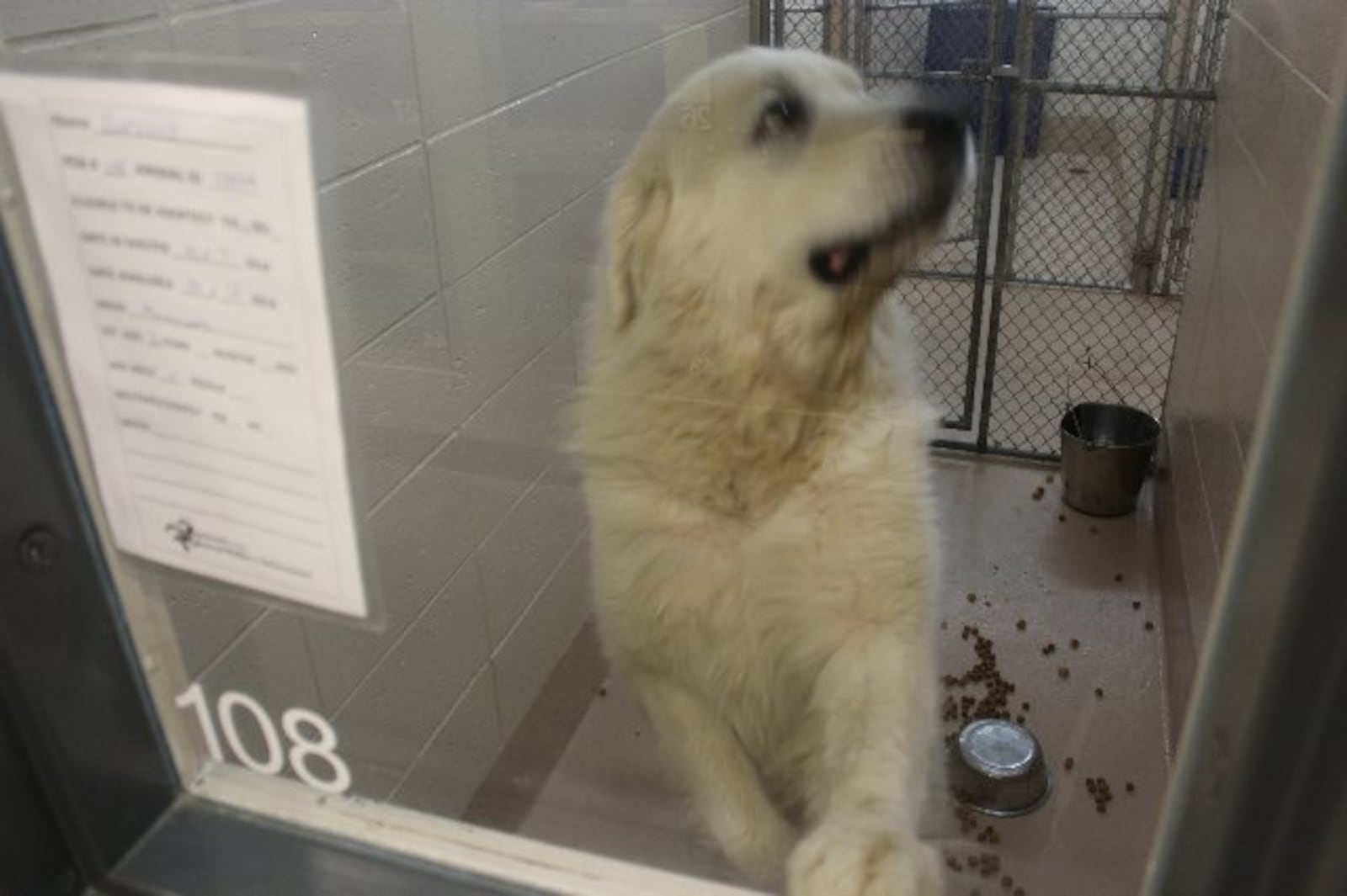 Photos courtesy Gwinnett County animal shelter.