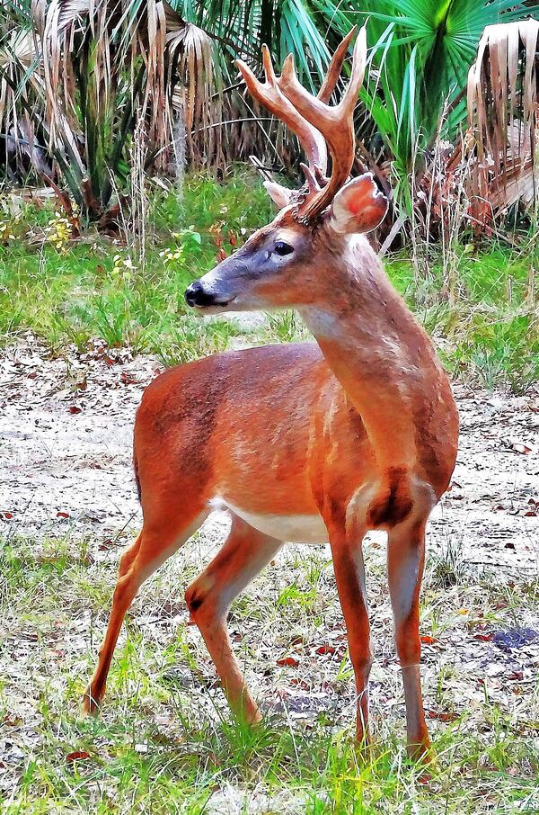 A white-tailed buck in Georgia. (Photo by Charles Seabrook)