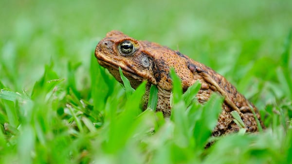 An image of an invasive cane toad is shown. Federal scientists say there are no indications the toads have established breeding populations in Georgia, but said floodwaters produced by hurricanes could have allowed the amphibians to spread in the state.