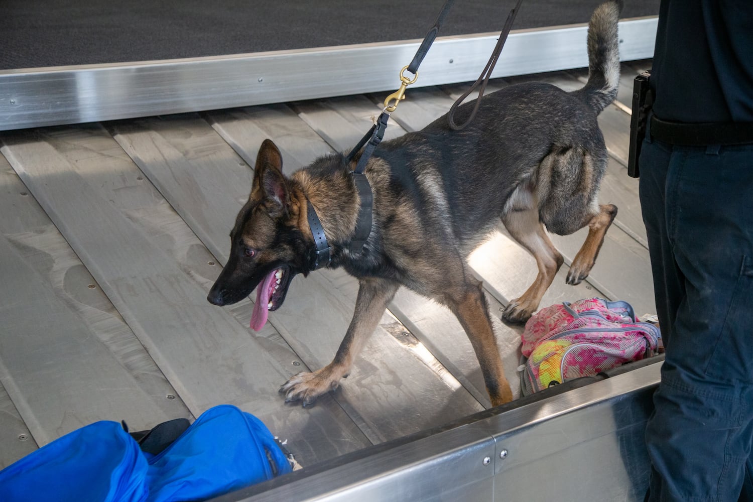 Gwinnett County Police K-9 officer Stan Jones works with Riggs on the luggage carousel in E Concourse. The U.S. Customs and Border Protection Office of Field Operations Port of Atlanta hosted a two-day K-9 training conference at Hartsfield-Jackson Atlanta International Airport (ATL). K-9 detection dogs from the U.S. Customs and Border Protection, Georgia Department of Correction, Georgia State Patrol, Union City, Newnan, Bowden Police and Clayton County Police participated in training exercises. PHIL SKINNER FOR THE ATLANTA JOURNAL-CONSTITUTION.