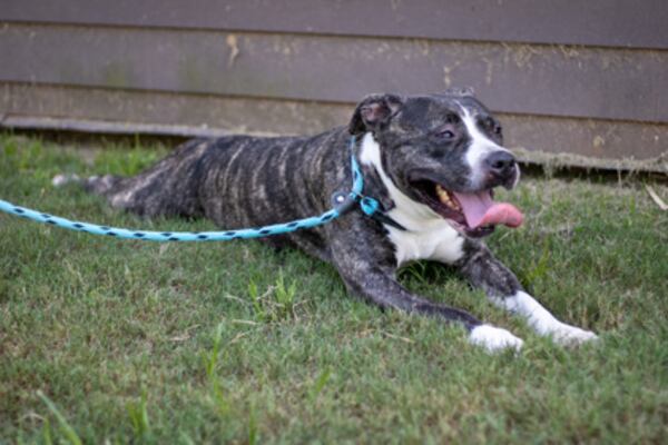 Six-year-old Ebony is available for adoption at Lifeline Animal Project. Adoptions at all four shelters are $23 during January. That price covers all vaccination as well as spay/neuter and microchip fees. Courtesy Lifeline Animal Project