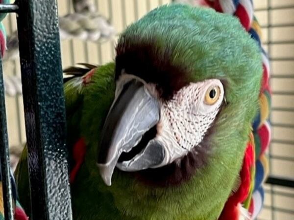 Chia Latham is the 27-year-old grand-parrot of Lee Rogers, who was a former movie critic and managing editor of The Atlanta Constitution. (Courtesy photo)