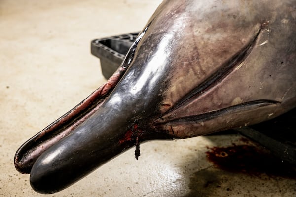 A male spade-toothed whale is seen ahead of a dissection at Invermay Agricultural Centre, Mosgiel, near Dunedin, New Zealand, Monday, Dec. 2, 2024. (AP Photo/Derek Morrison)