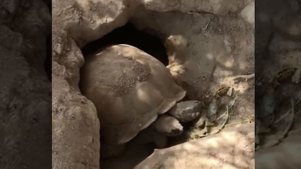 Firefighters were  able to rescue Bentley the tortoise after he became trapped in a hole for four days.