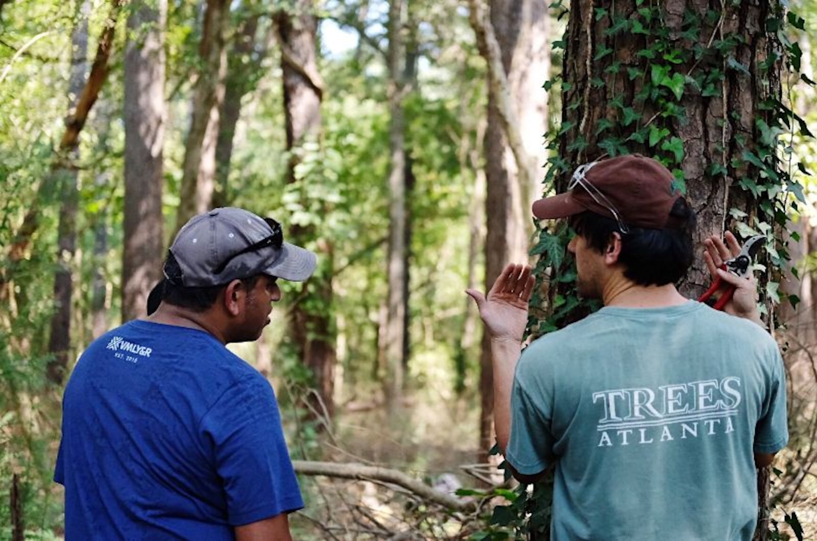 Trees Atlanta staff instructs volunteers on the proper method to remove invasive English ivy from trees.