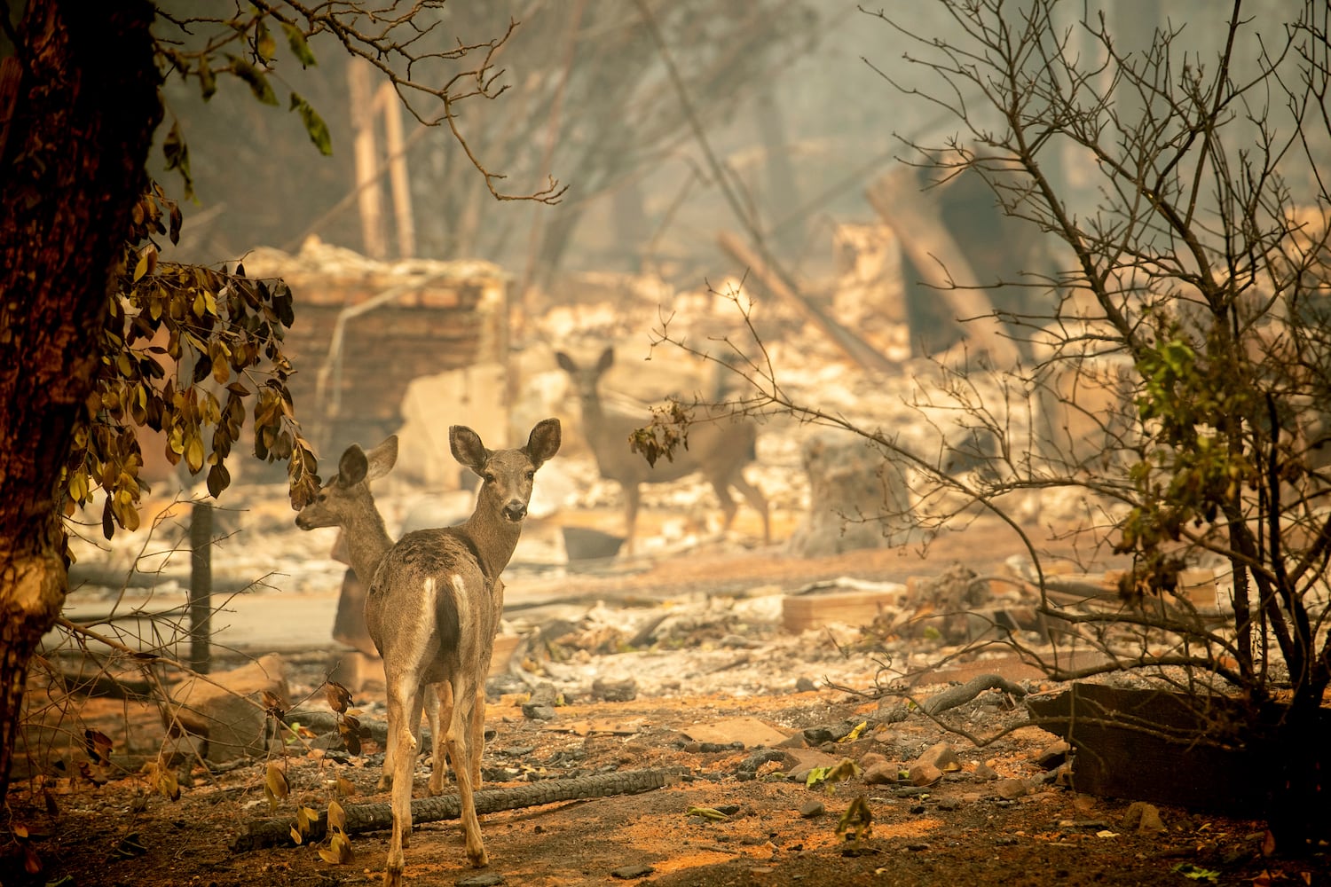 Photos: Deadly wildfires blaze through northern, southern California