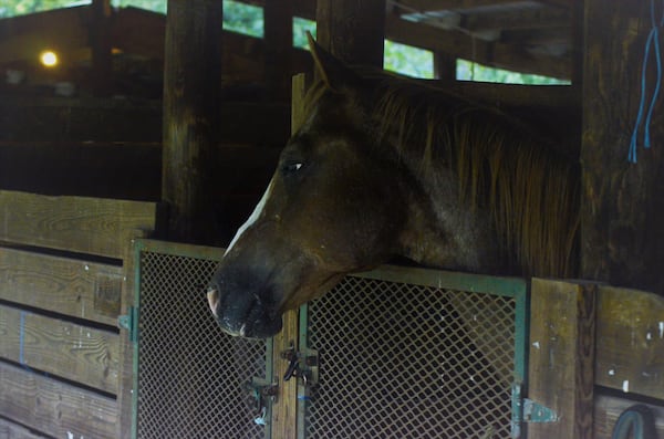 A horse from Miami hangs out in a stable at Alpharetta's Equestrian Center on Monday, Sept. 11, 2017. The center is providing free shelter to more than 90 horses displaced by Hurricane Irma.