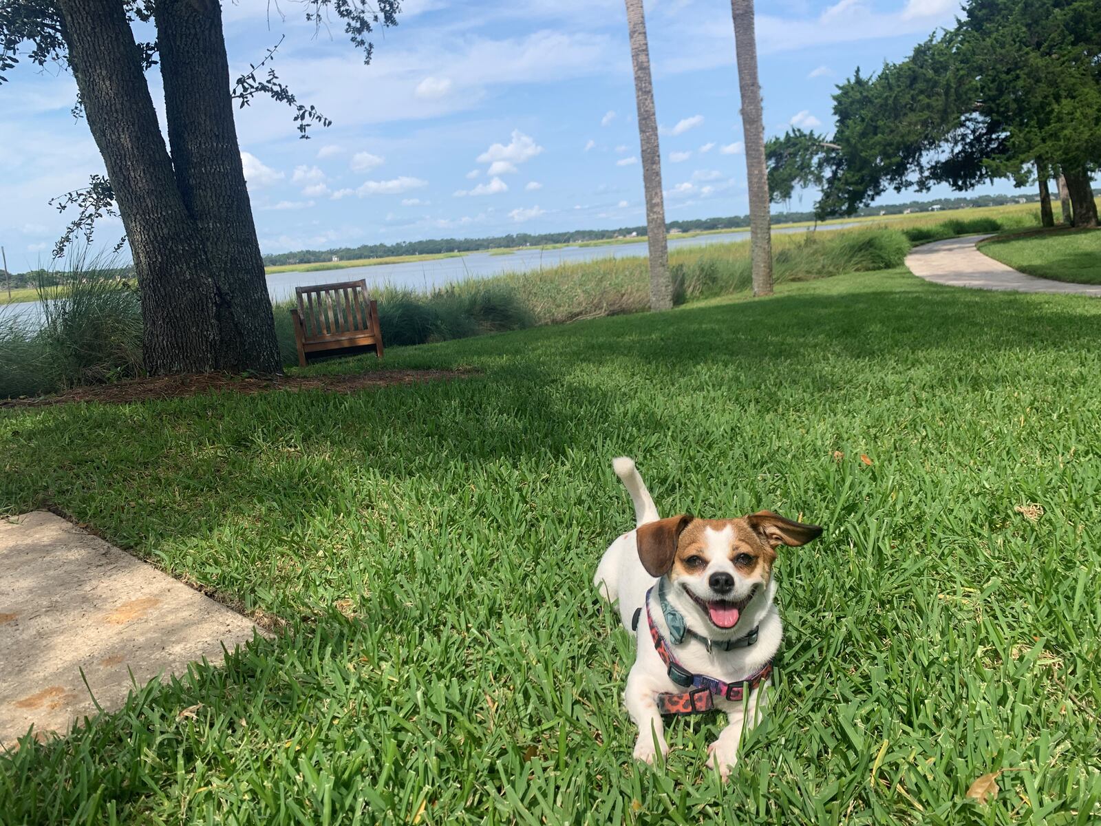 Millie Yona was found as a stray on East Beach at St. Simon's Island before moving to the big city with Atlanta's Emily Yona.