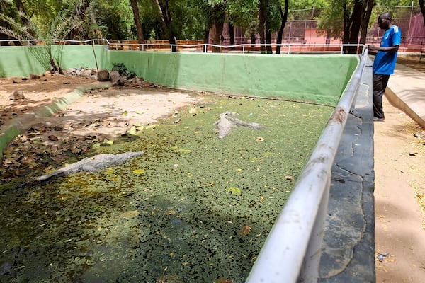 A man watches crocodiles at a zoo in Maiduguri, Nigeria, Saturday, March 15, 2025. (AP Photo/Joshua Olatunji)