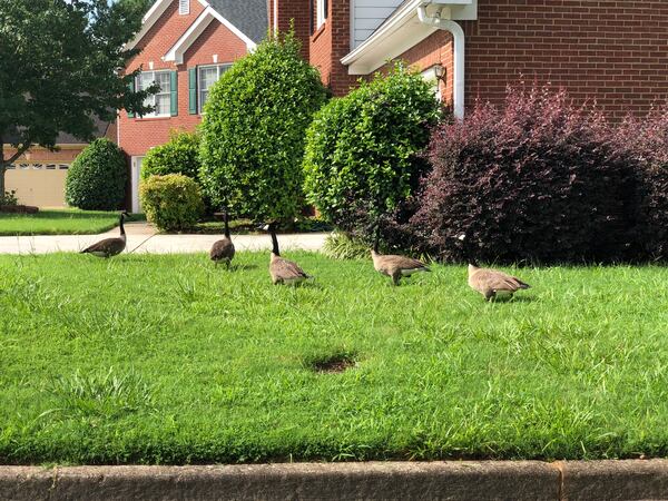 Michael Johnson shared this photo of water fowl foraging for grubs on his neighbors lawn.