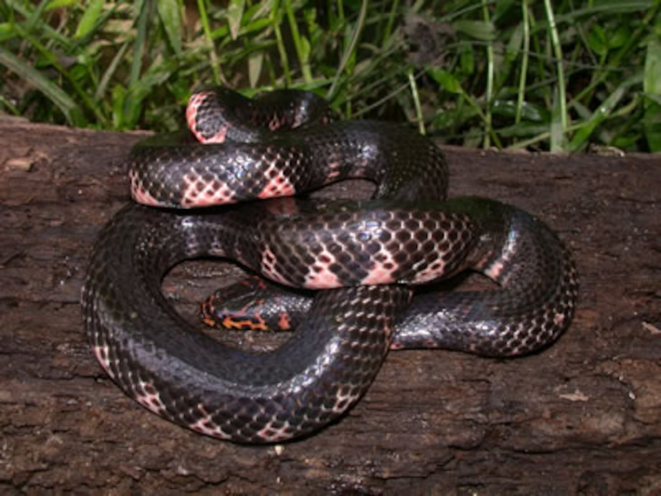 Georgia non-venomous snakes