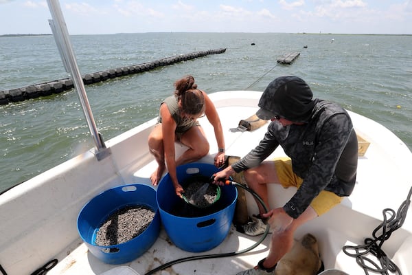 Laura and Perry Solomon use a gold mining pan as they sort the tiny oysters by size at the Tybee Oyster Company floating farm in the Bull River.