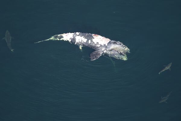 The North Atlantic right whale numbered only 366 in 2019, and its population fell to 336 in 2020, the North Atlantic Right Whale Consortium said. The estimate is the lowest number in nearly two decades.