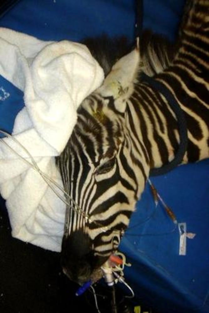 Injured zebra found on I-75