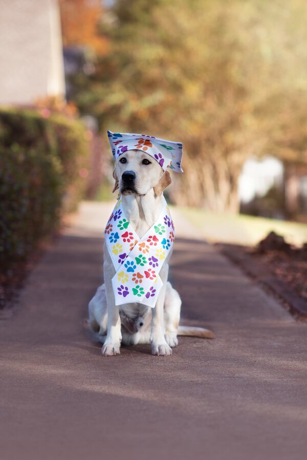 Joey, a yellow Lab, graduated from his puppy training in November 2020. Joey was raised as a puppy by the Ferentinos family of Sandy Springs. He is now in advanced training to serve veterans with post-traumatic stress disorder. Courtesy of Nina Ferentinos