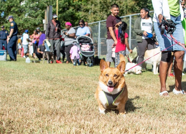 This corgi got free vet services at a previous Healthy Pets event.