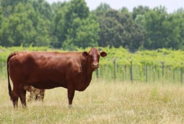 A cow stands in a pasture next to rows of grapes at Paris Mountain Vineyards, located 15 minutes south of downtown Rockmart in Polk County. (Photo Courtesy of Jeremy Stewart)