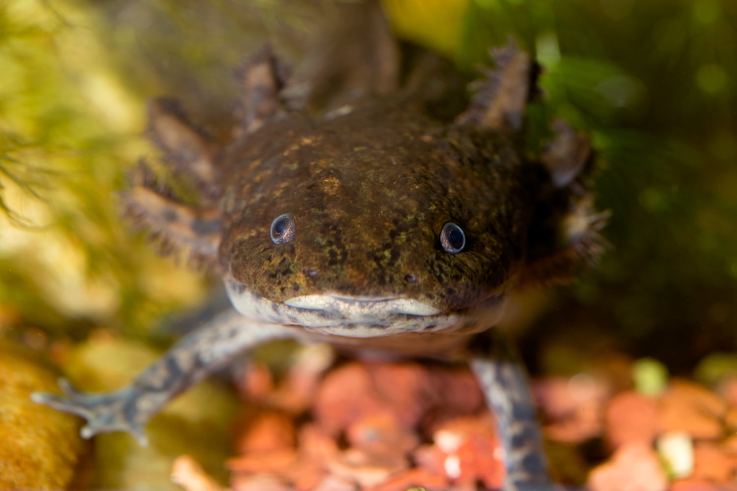 Antonio the axolotl