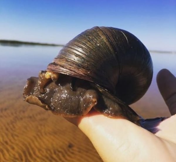 A giant applesnail is shown in this file image. The large snails are native to South America but have established populations in Georgia and other Southern states.