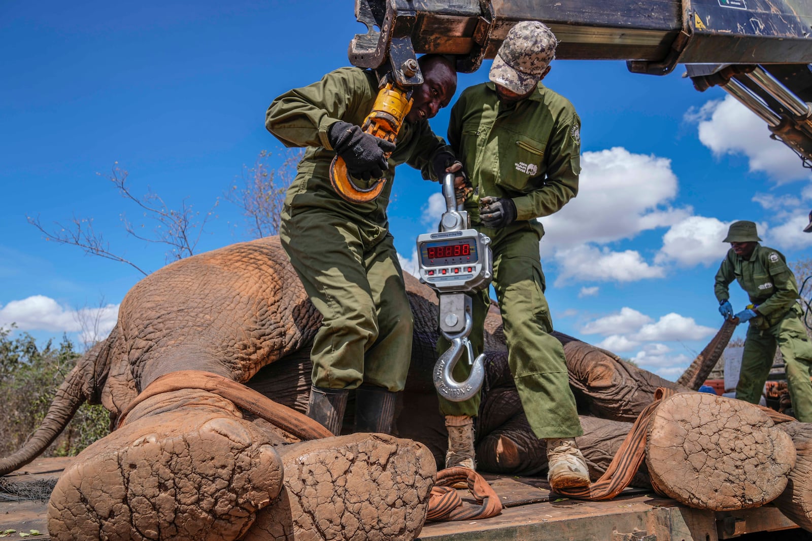 Kenya Wildlife Service rangers and capture team weigh an elephant at Mwea National Park, east of the capital Nairobi, Kenya Monday, Oct. 14, 2024. (AP Photo/Brian Inganga)