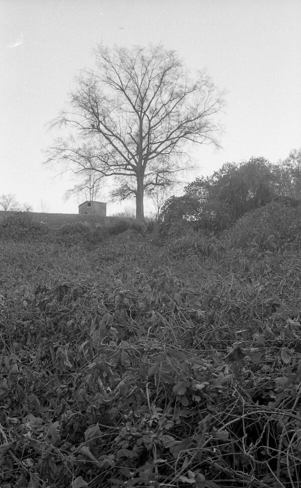 Kudzu overtakes land where houses once stood behind Mary Lin Elementary. Courtesy of Jeremy Fletcher