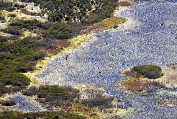 A March aerial photograph of the Okefenokee Swamp in Folkston.