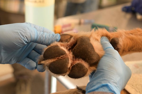 This Jan. 30, 2025, image provided by the Arizona Game and Fish Department shows a member of the Mexican gray wolf recovery team examining a wolf captured during an annual population survey near Alpine, Arizona. (Arizona Game and Fish Department via AP)