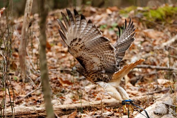 Roxxy flies close to the ground, going after a squirrel she chased from high up in a tree; after some ground battle, the rodent could escape. Miguel Martinez / miguel.martinezjimenez@ajc.com