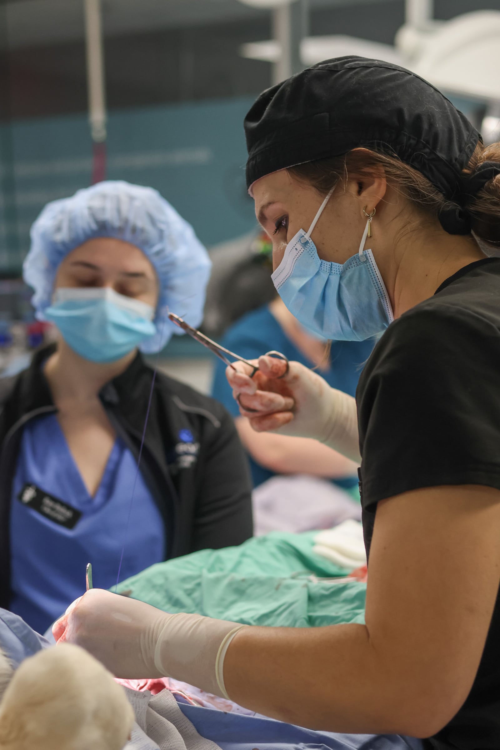 Dr. Amanda Calvird, 31, preforms a surgical procedure as a veterinarian at the Athens Area Humane Society where she routinely provides affordable surgeries, wellness checks and emergency care for the Athens area and partnering shelters on Wednesday, Nov. 1, 2023 in Athens, Georgia. (Photo Courtesy of Samantha Hurley)