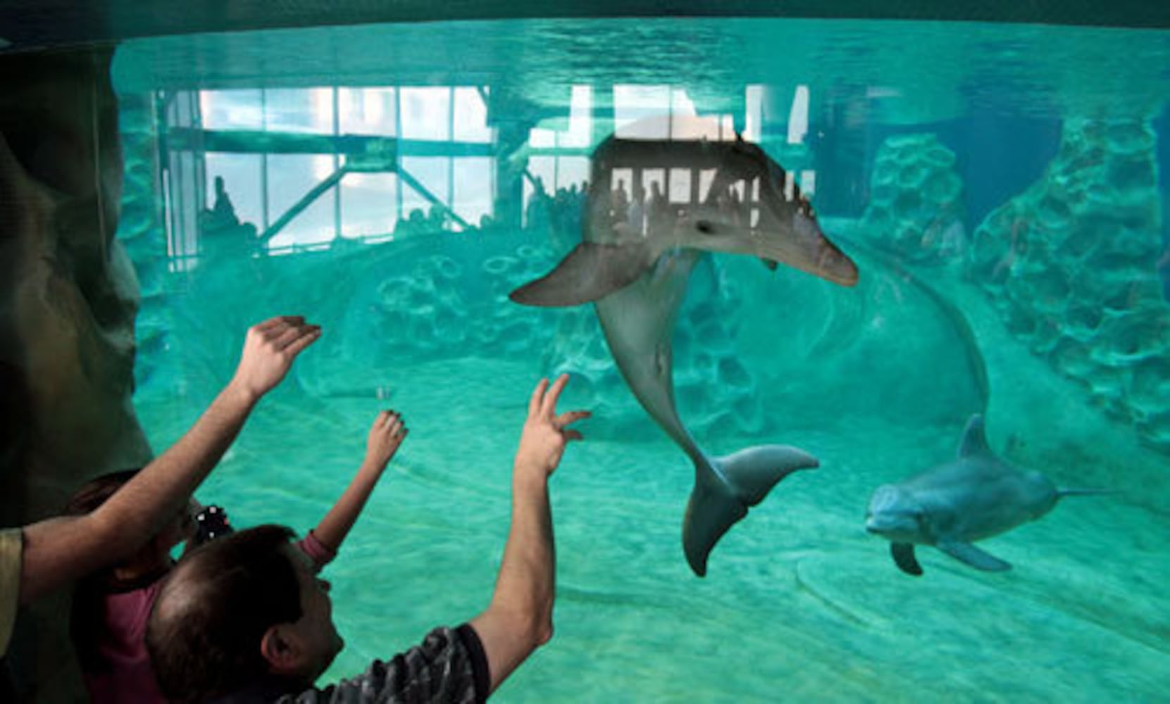 Dolphin exhibit opens at Georgia Aquarium