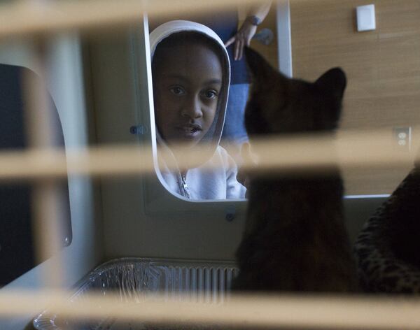 Jayla Trezvant, 10, looks at a kitten at DeKalb County Animal Services in Chamblee. CASEY SYKES / CASEY.SYKES@AJC.COM