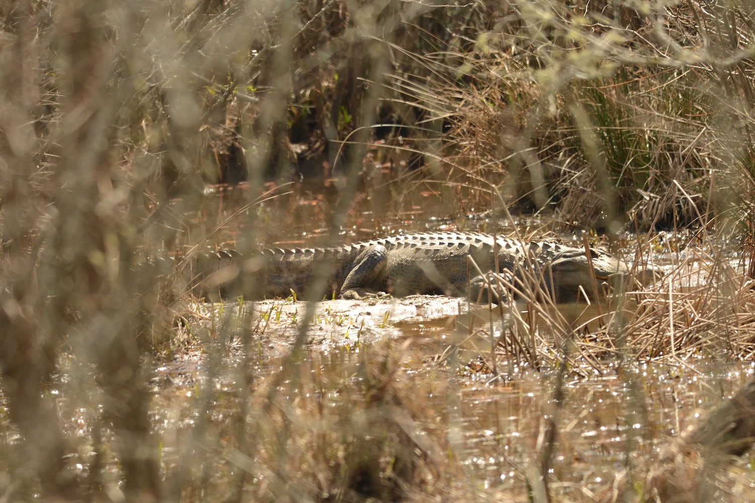 Wildlife photographer captures rare photo of Chattahoochee River alligator