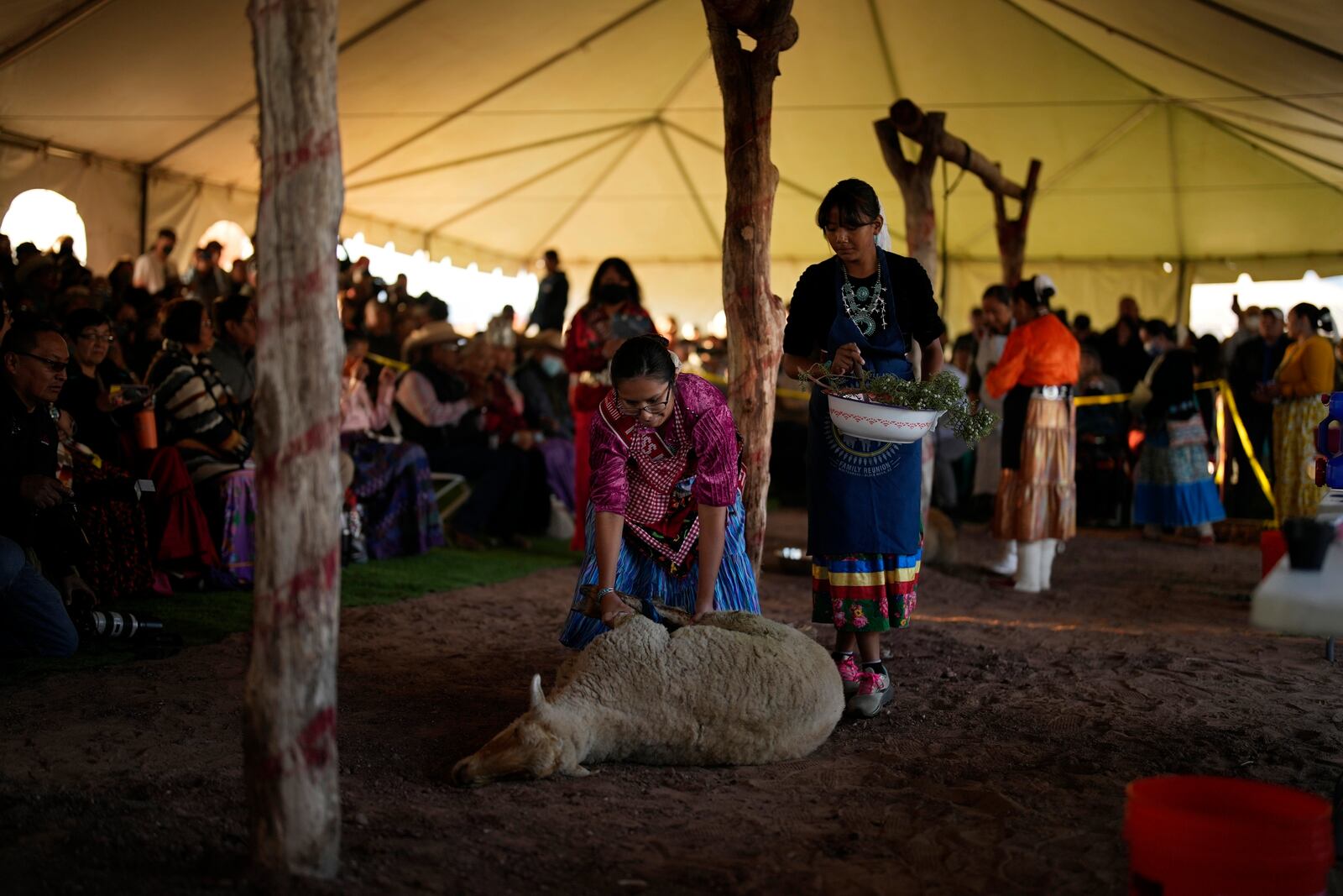 FILE - Miss Navajo Nation pageant contestant Amy Begaye, left, prepares a sheep with help from Kashlynn Benally during a sheep-butchering contest, Monday, Sept. 4, 2023, on the Navajo Nation in Window Rock, Ariz. (AP Photo/John Locher, File)