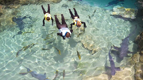 Visitors swim with sharks at Discovery Cove. (SeaWorld)