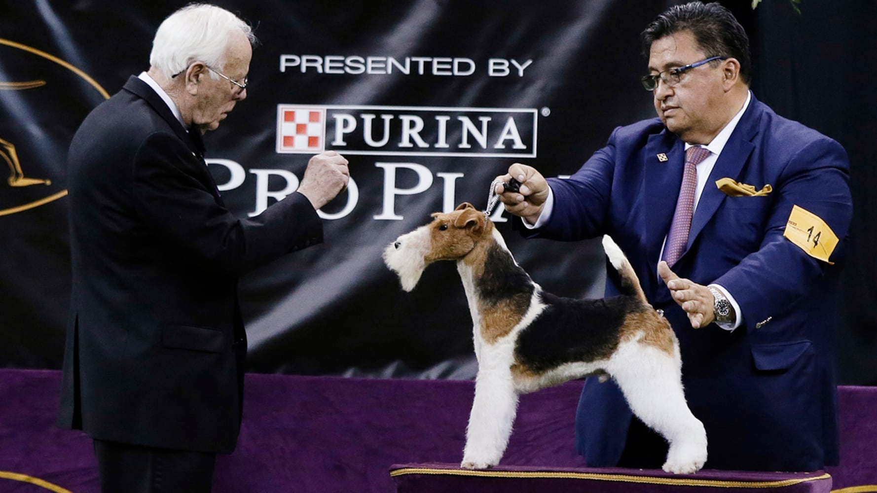 2019 Westminster Dog Show