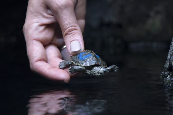 Twenty-five baby terrapins arrived at the zoo from the Georgia Sea Turtle Center on Jekyll Island earlier this fall (just before Hurricane Matthew), and are in the Scaly Slimy Spectacular exhibit. They will be reared at the Zoo for about a year, before they’re returned to the Georgia Sea Turtle Center, who will prepare them for release into the wild. Photo: Zoo Atlanta