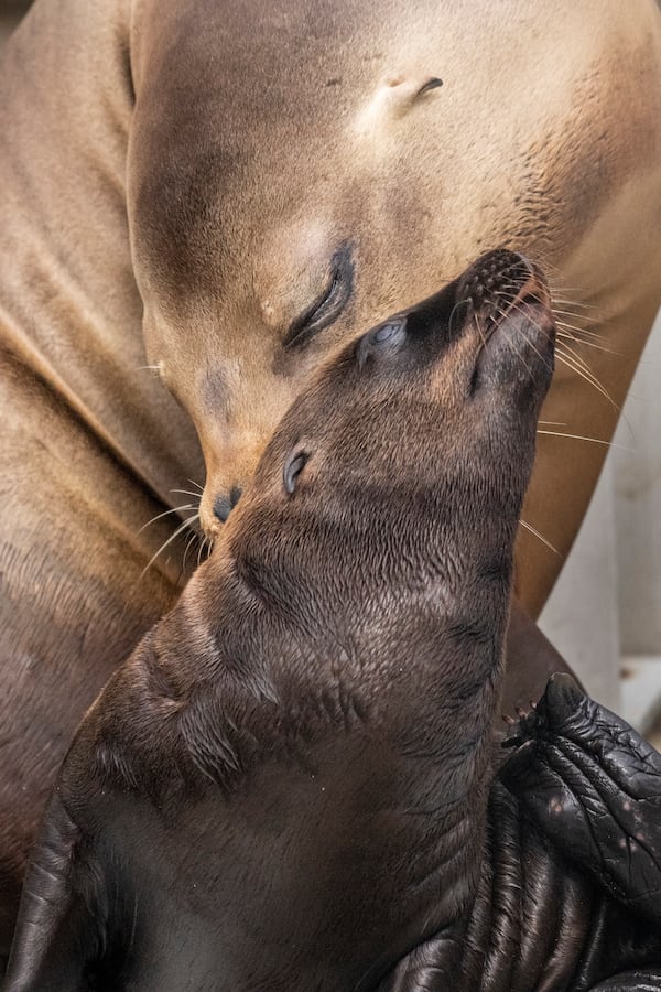 This photo provided by Point Defiance Zoo & Aquarium shows sea lion mom Eloise with her pup Pepper on, Monday, July 1, 2024, at the the Point Defiance Zoo & Aquarium in Tacoma, Wash. (Katie G. Cotterill/Point Defiance Zoo & Aquarium via AP)