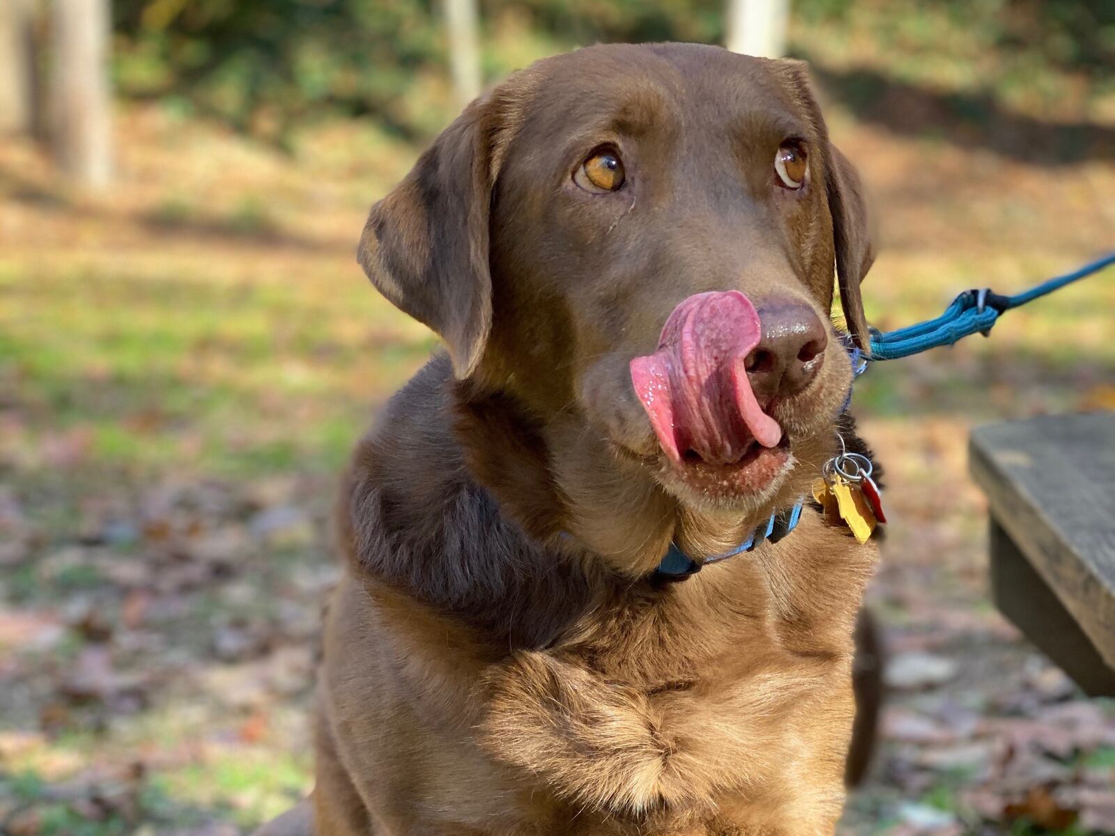 Ellie Hansen, a chocolate-loving chocolate Labrador retriever, lives with longtime AJC writer Jane Hansen and her husband Dick. (Courtesy photo)