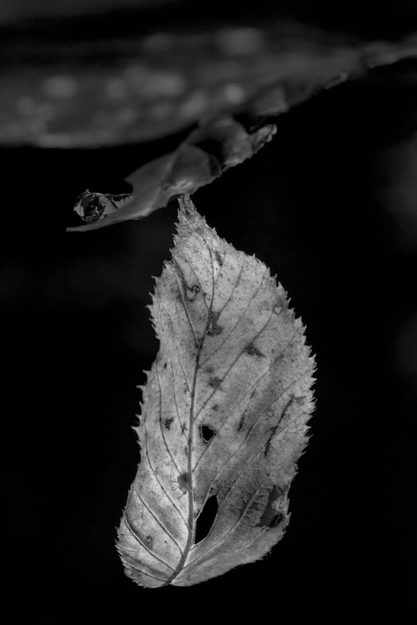 Mike Belleme, a photographer based in Asheville, North Carolina, has his work "Birch and Striped Maple" on display in the "With Rapture and Astonishment" exhibit at the University of Georgia Circle Gallery from June 24 through Sept. 12. 