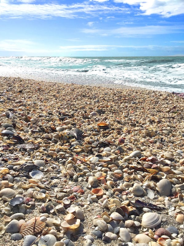 Shelling is a favorite activity on the beaches of Sanibel Island and Captiva, located just off the coast of Cape Coral/Fort Myers, Fla. CONTRIBUTED BY THE BEACHES OF FORT MYERS & SANIBEL