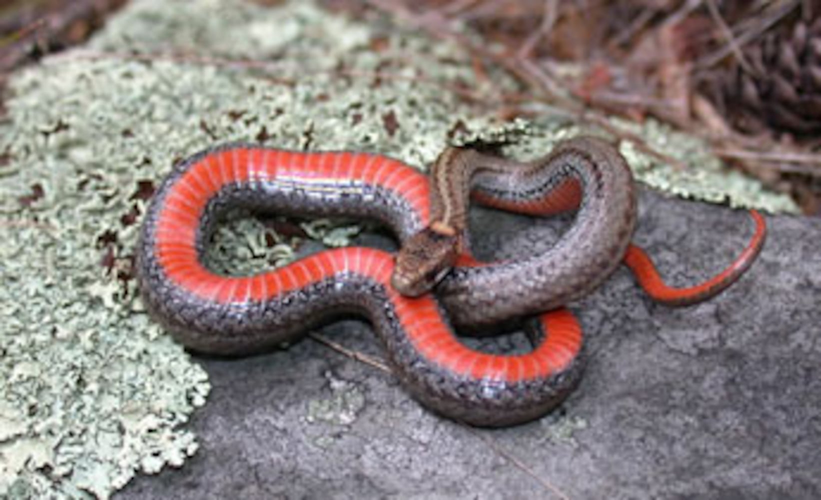 Georgia non-venomous snakes