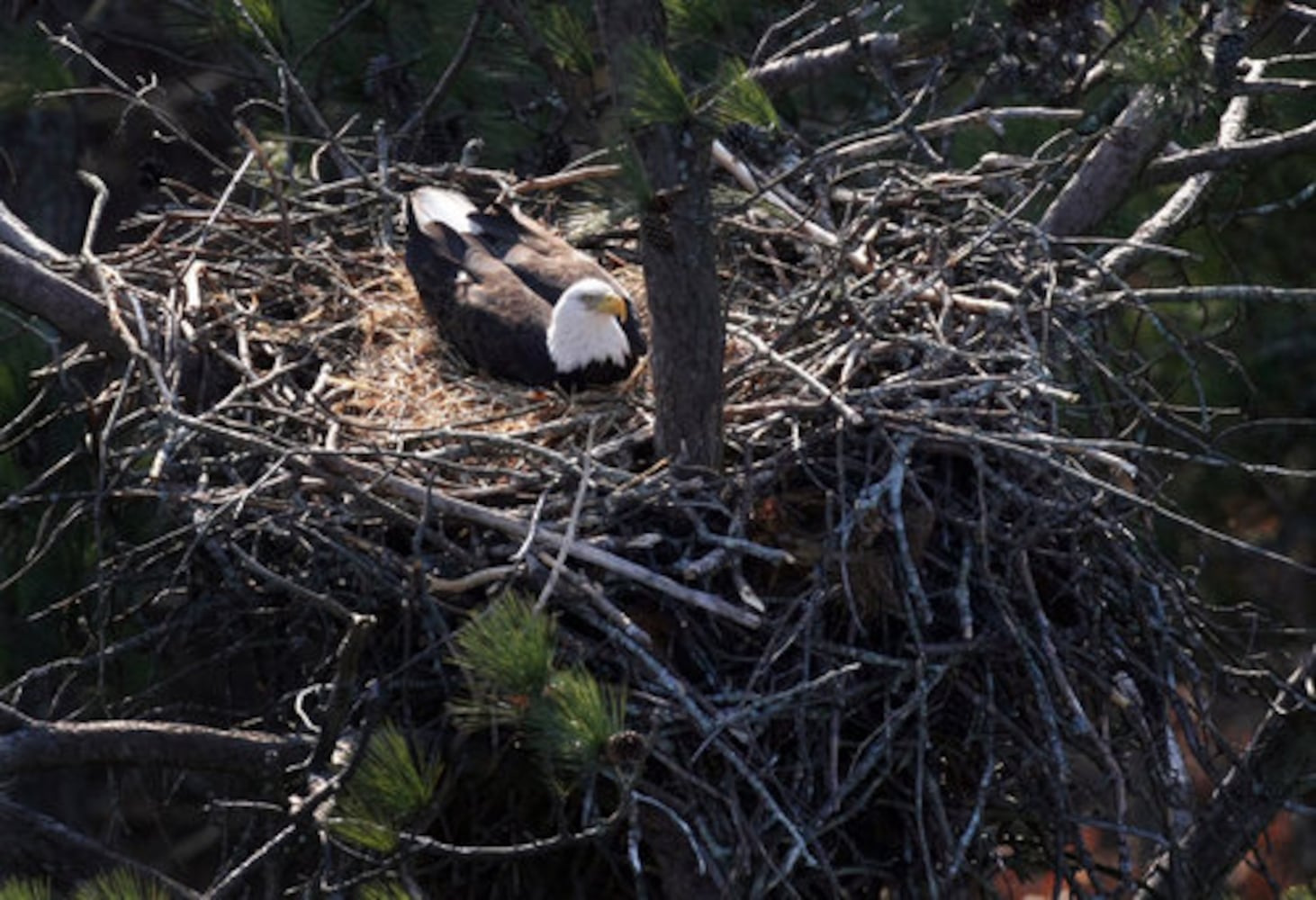 Count shows more bald eagles in Georgia