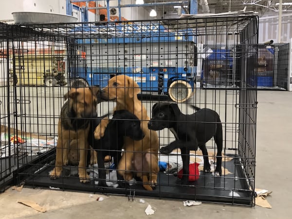 Rescued puppies inside the Atlanta Humane Society's emergency shelter for displaced pets during Hurricane Irma.