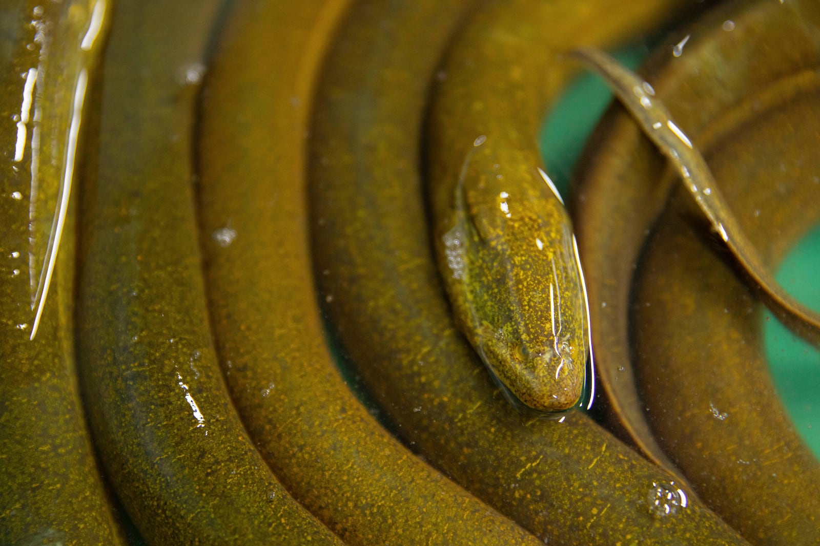 A bucket of eels for sale in Siem Reap province, Cambodia, Friday, Aug. 2, 2024. (AP Photo/Anton L. Delgado)