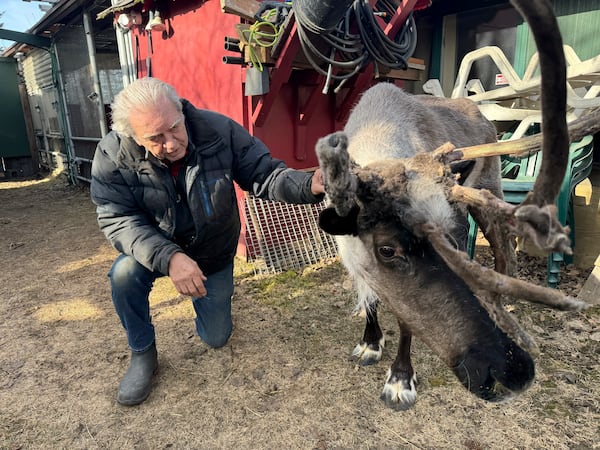 Albert Whitehead spends time with Star, his pet reindeer, in Whitehead's backyard in downtown Anchorage, Alaska, on March 11, 2025. (AP Photo/Mark Thiessen)