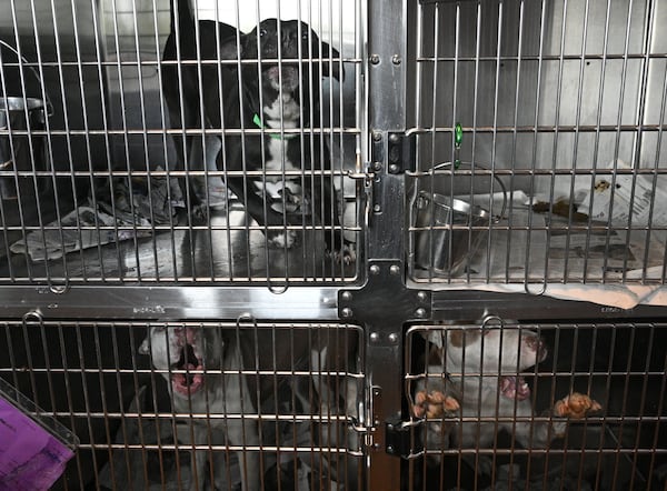 Oversize dogs are held in small cages at the Dekalb County Animal Services, Thursday, October 5, 2023, in Chamblee. The DeKalb shelter is run by a nonprofit contractor, Lifeline. But lately, severe overcrowding has led to higher euthanasia rates and urgent pleas for people to adopt or foster to get dogs out of the shelter. (Hyosub Shin / Hyosub.Shin@ajc.com)