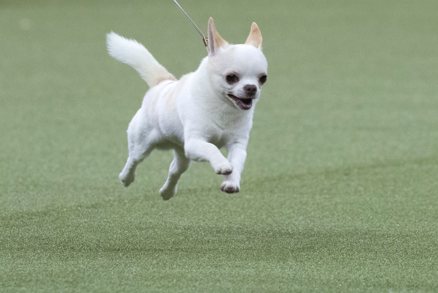 Photos: Westminster Dog Show 2018: Bichon frisé Flynn crowned best in show